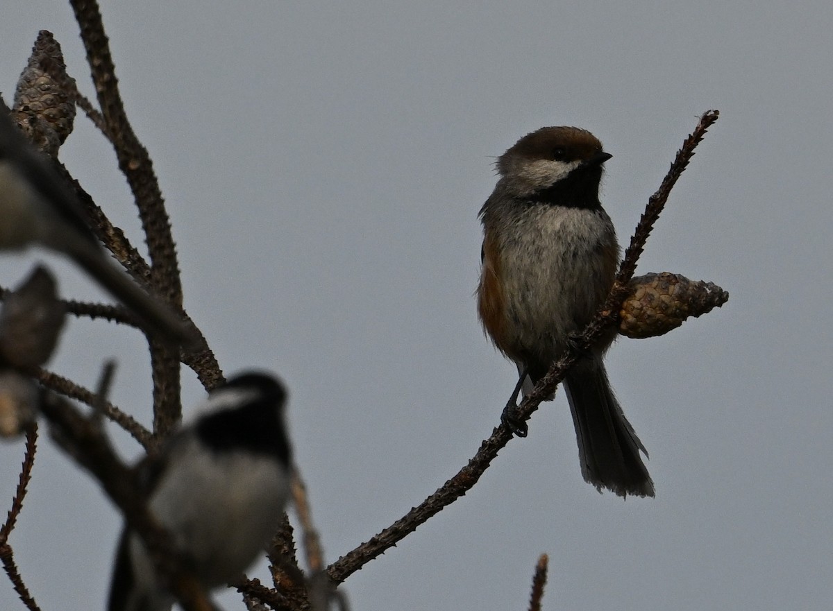 Boreal Chickadee - James Markham