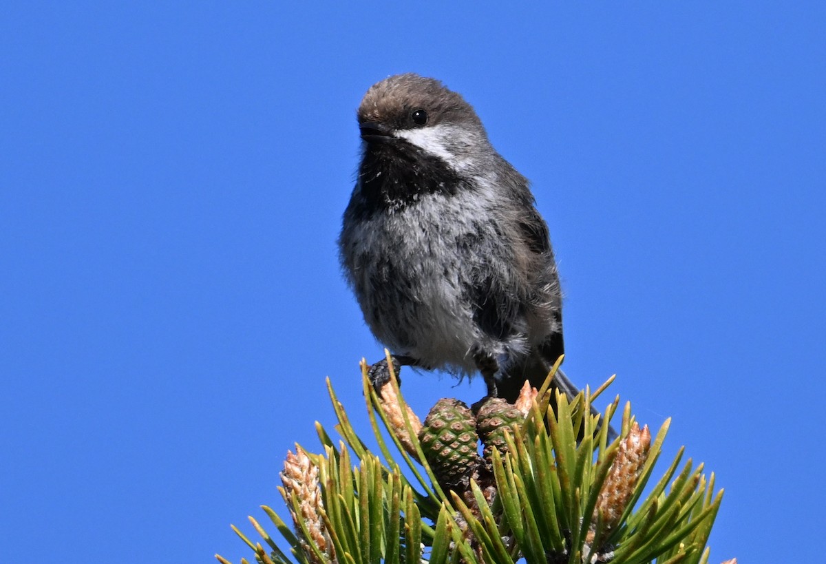 Boreal Chickadee - ML580216461