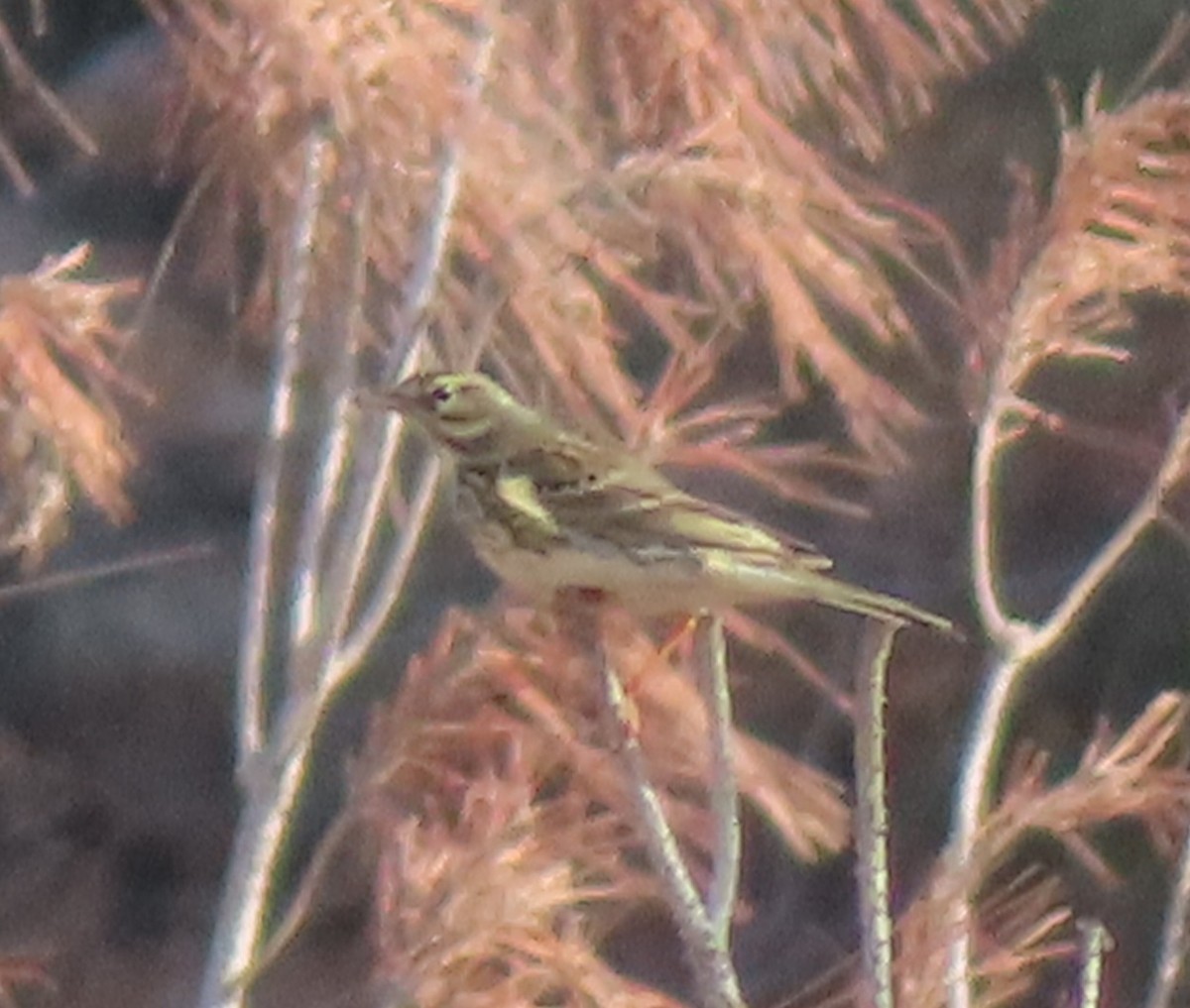 pipit sp. - ML580216981