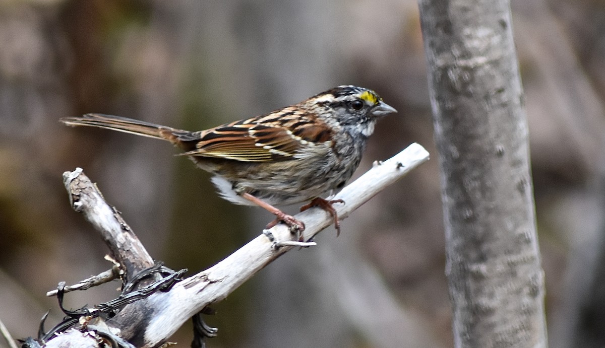 White-throated Sparrow - COA Club d'ornithologie d'Ahuntsic
