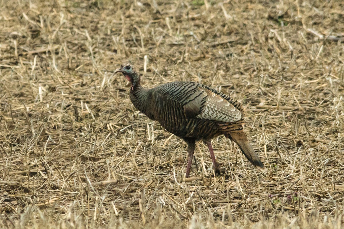 Wild Turkey - ML58021881