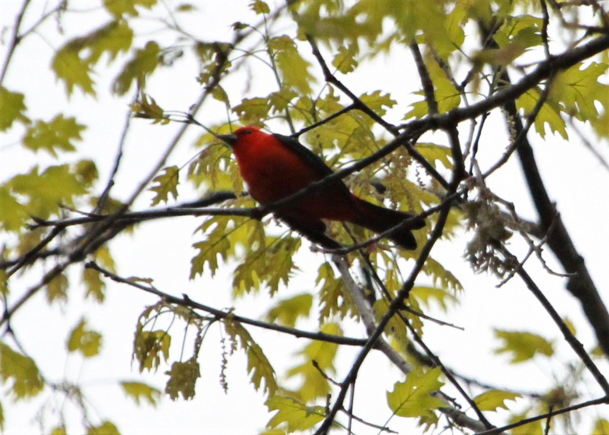 Scarlet Tanager - ML58021981