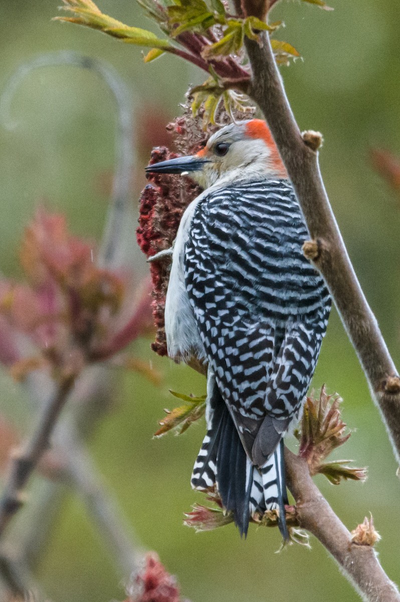 Red-bellied Woodpecker - Ben McGann