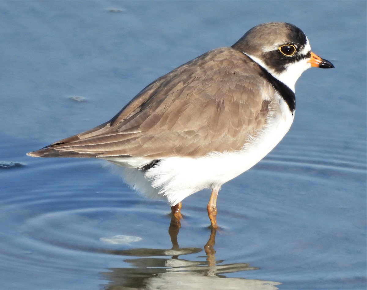 Semipalmated Plover - ML580225491