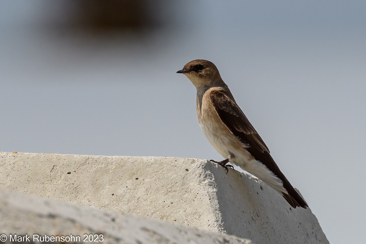 Northern Rough-winged Swallow - ML580227121