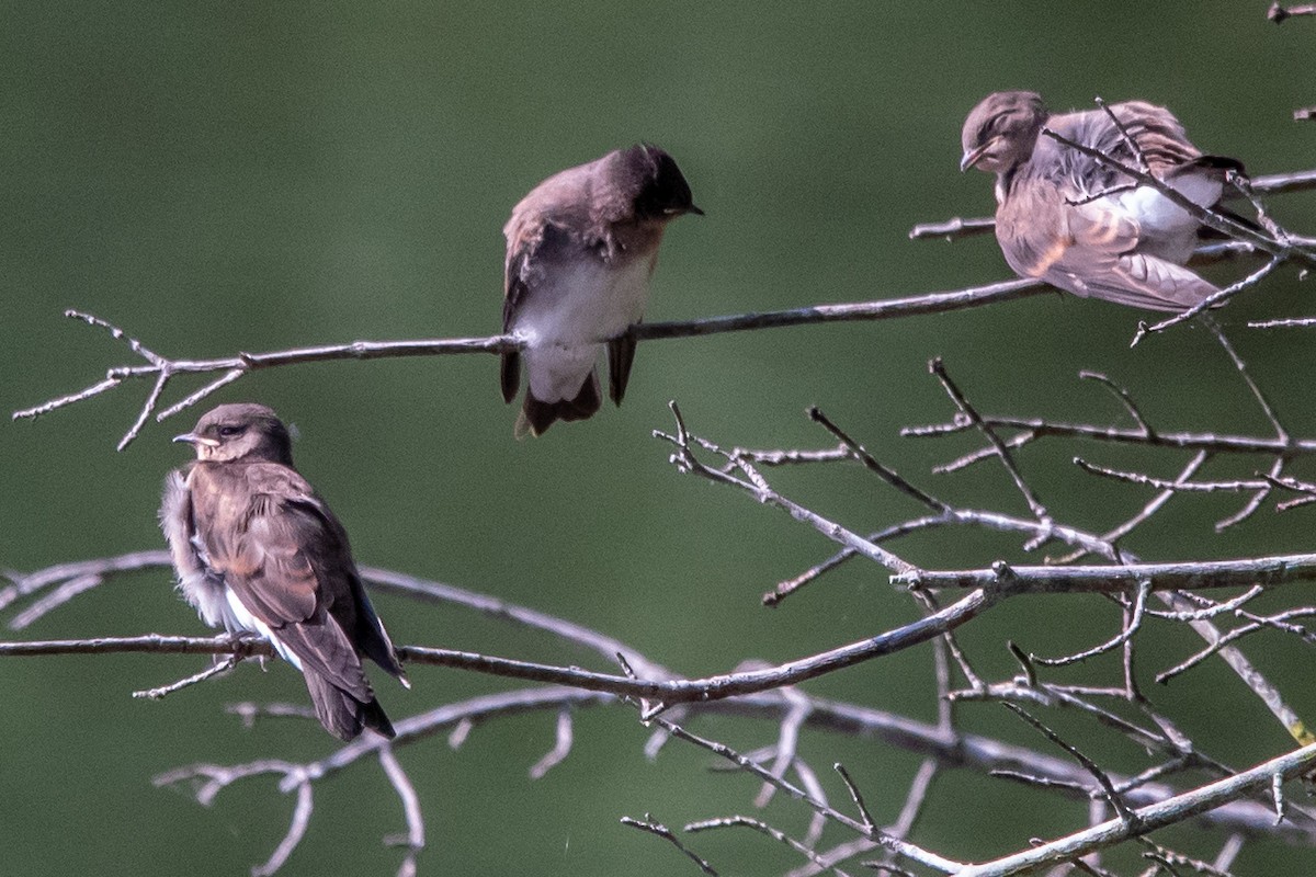 Northern Rough-winged Swallow - ML580229491