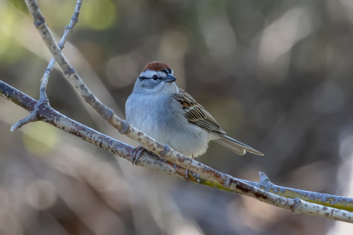 Chipping Sparrow - ML580229531