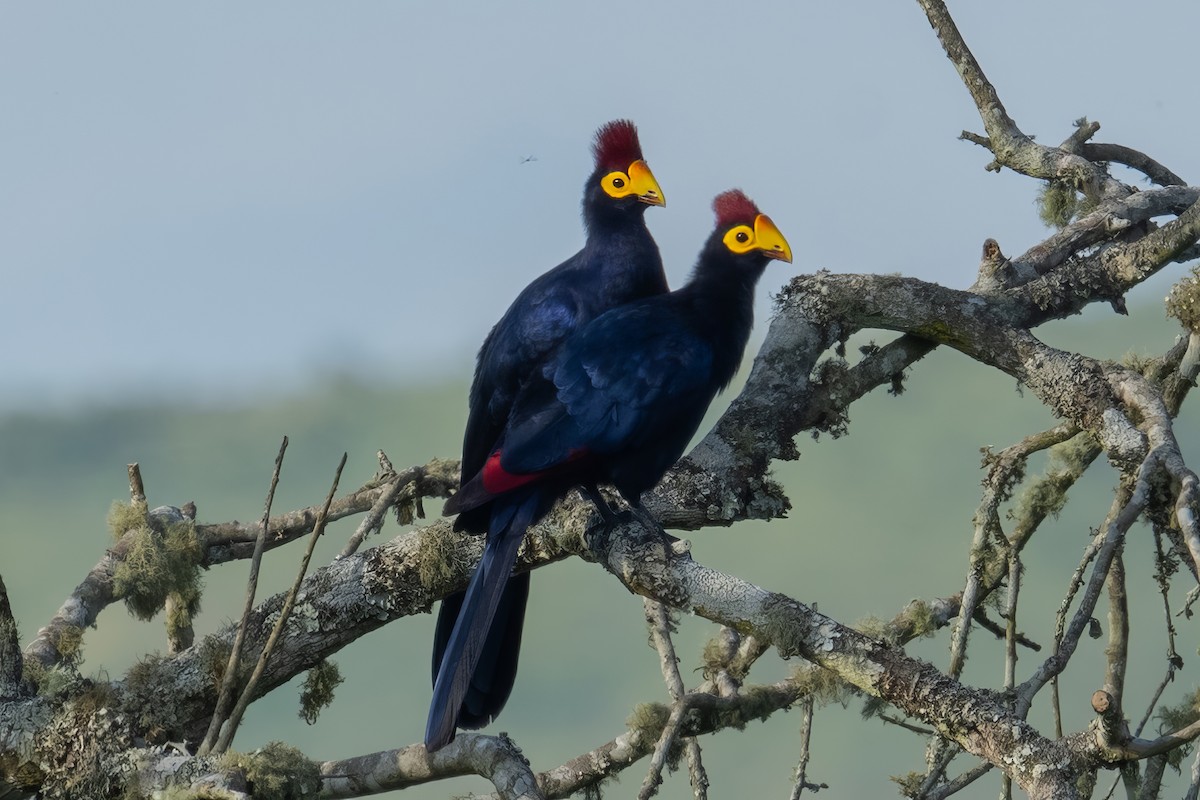 Ross's Turaco - Alex and Julia 🦜