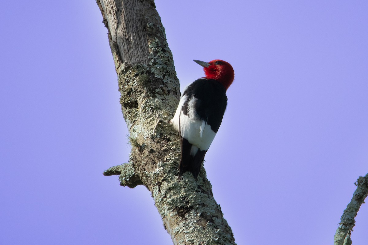 Red-headed Woodpecker - ML580231301