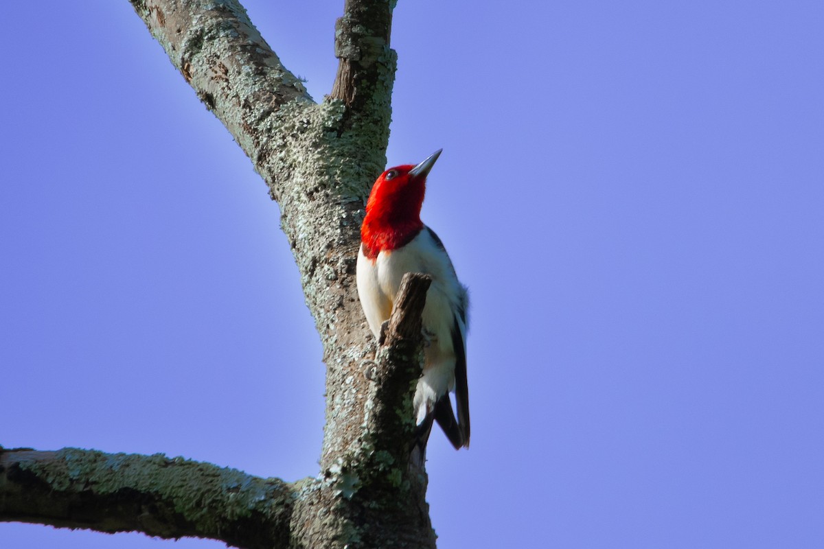 Red-headed Woodpecker - ML580231311