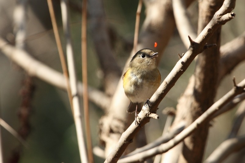 Red-flanked Bluetail - ML580233961