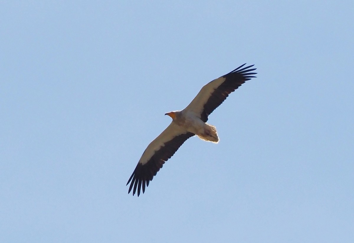 Egyptian Vulture - ML580236841