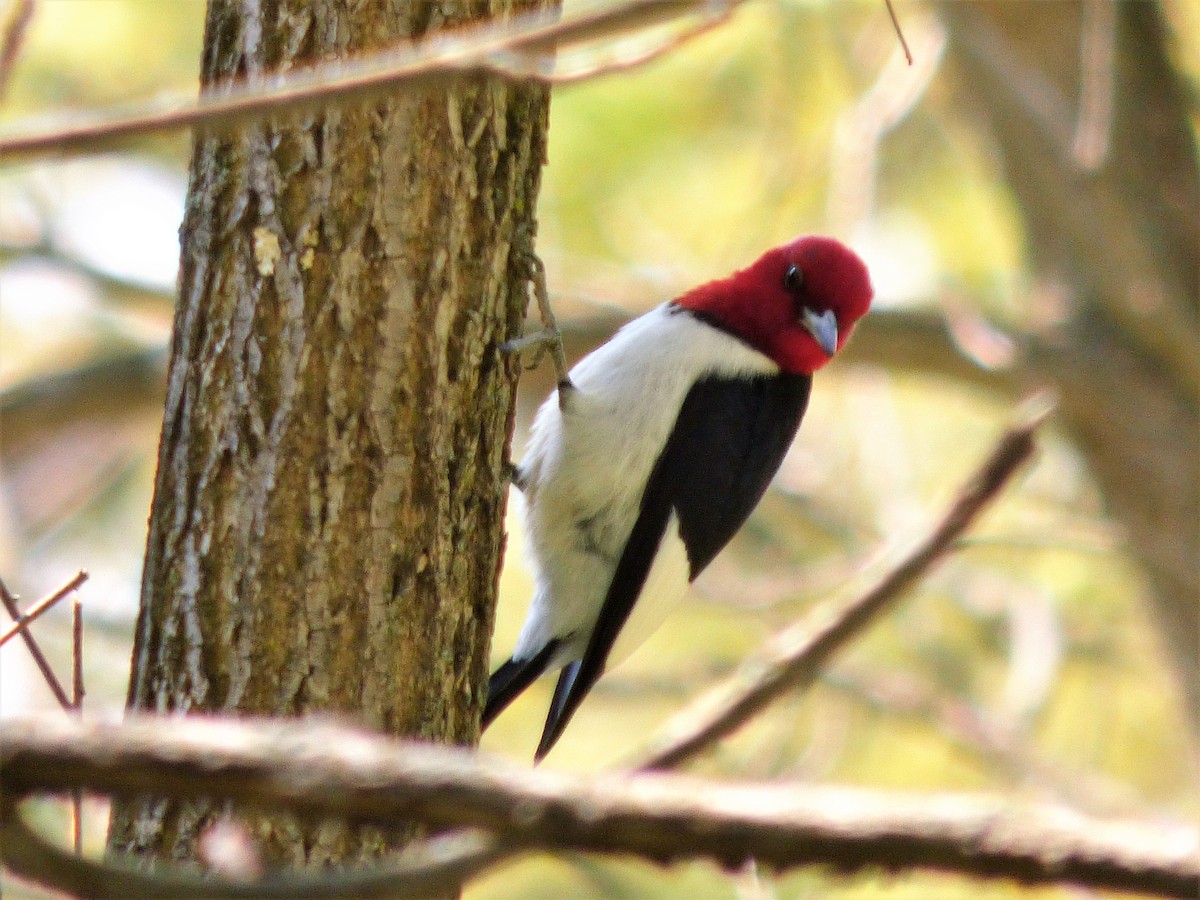 Red-headed Woodpecker - ML580240891