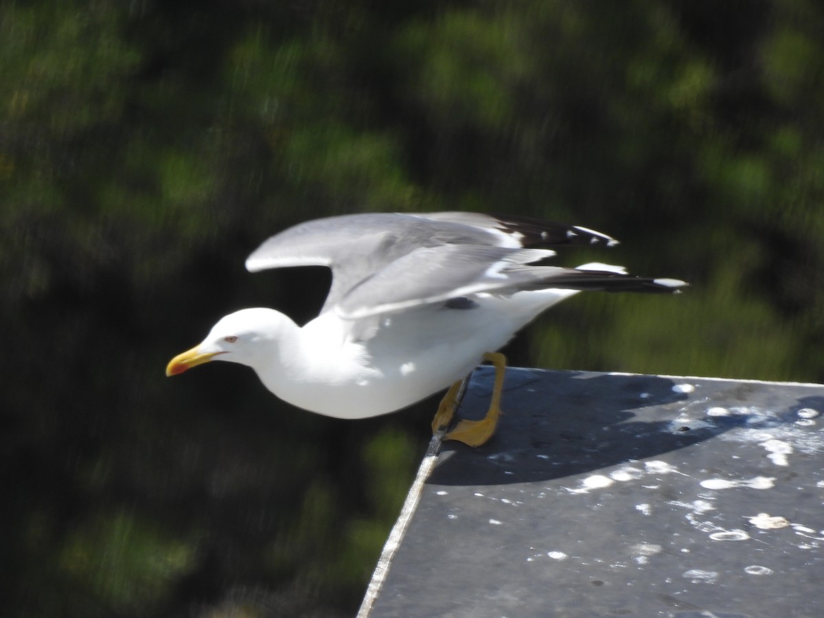 Yellow-legged Gull - ML580240921