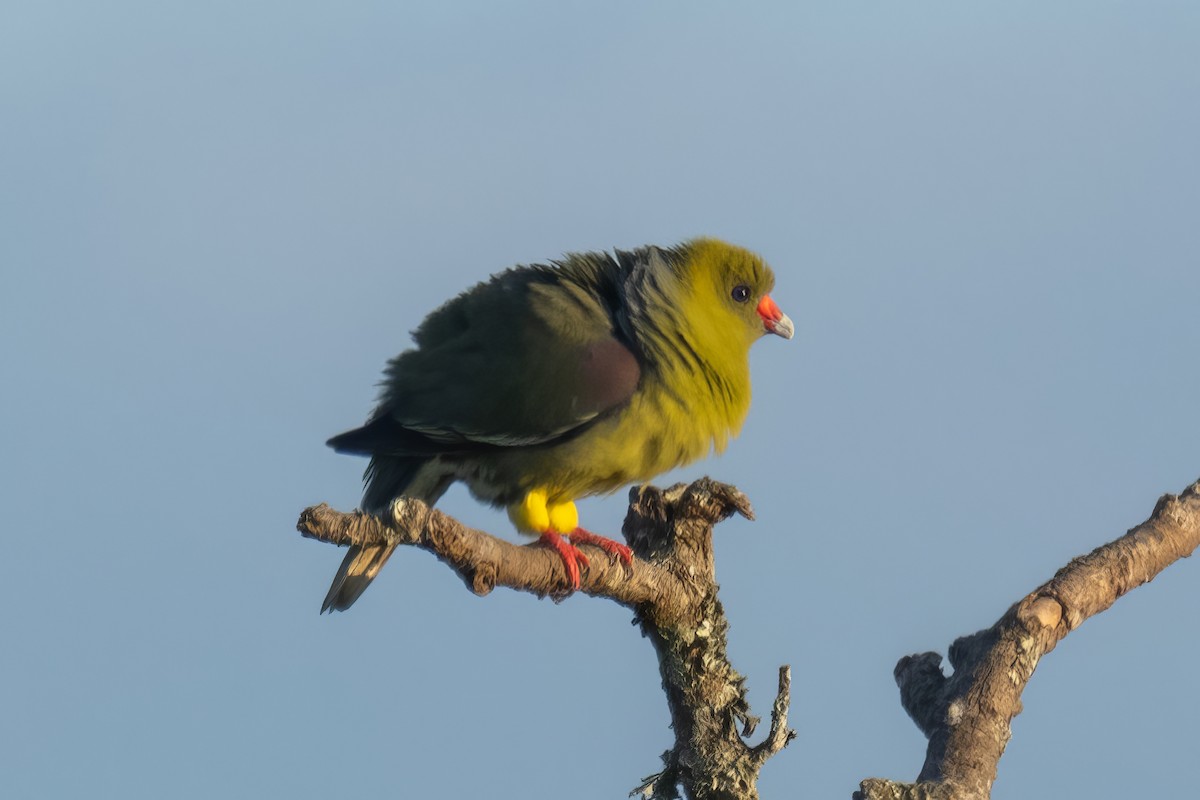 African Green-Pigeon - ML580241041