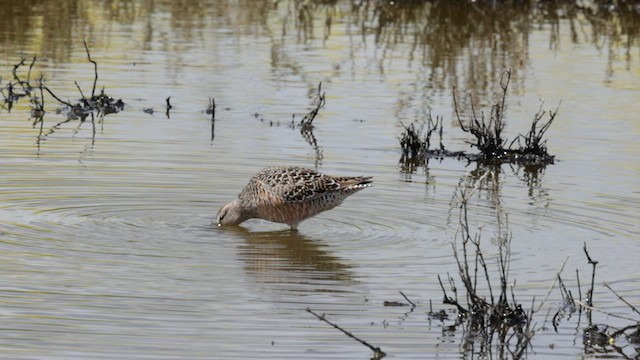 Long-billed Dowitcher - ML580242201