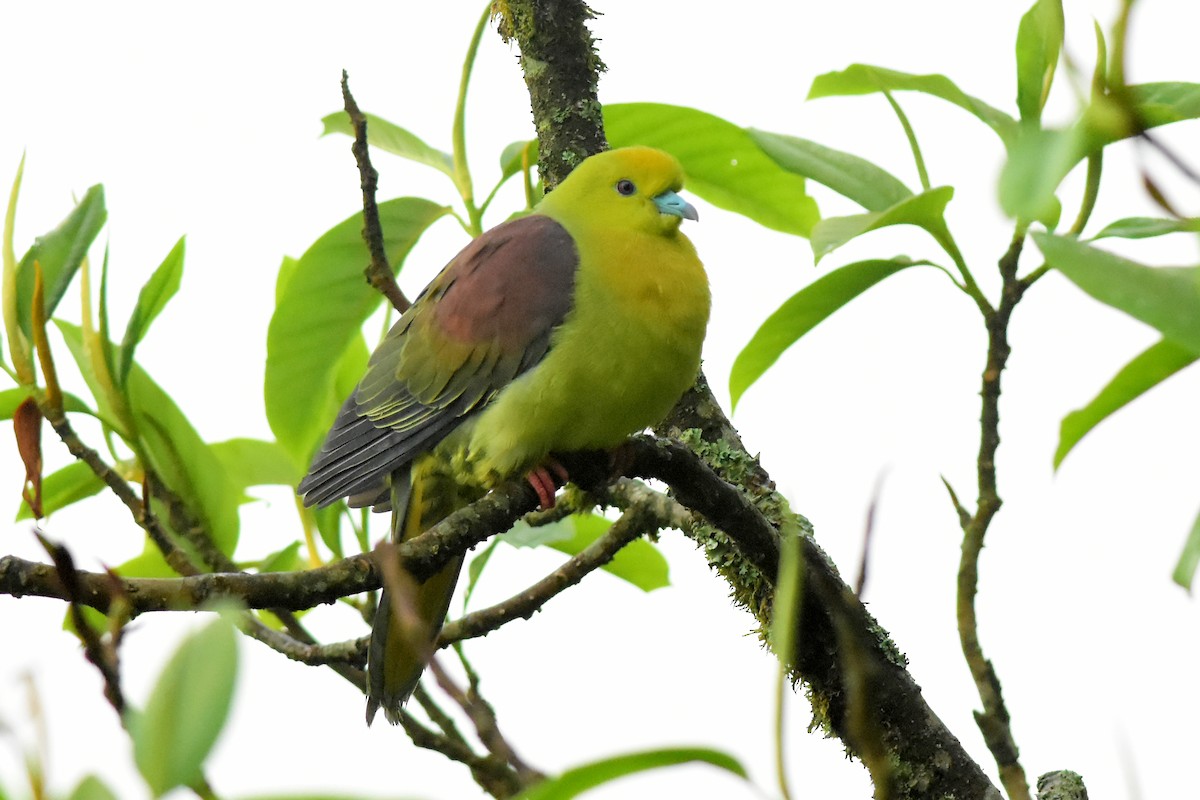 Wedge-tailed Green-Pigeon - ML580242421