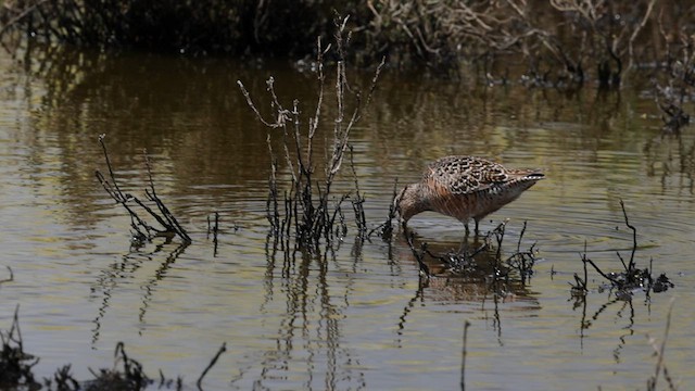 Long-billed Dowitcher - ML580242441