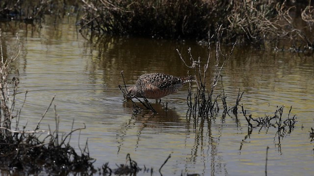 Long-billed Dowitcher - ML580242511