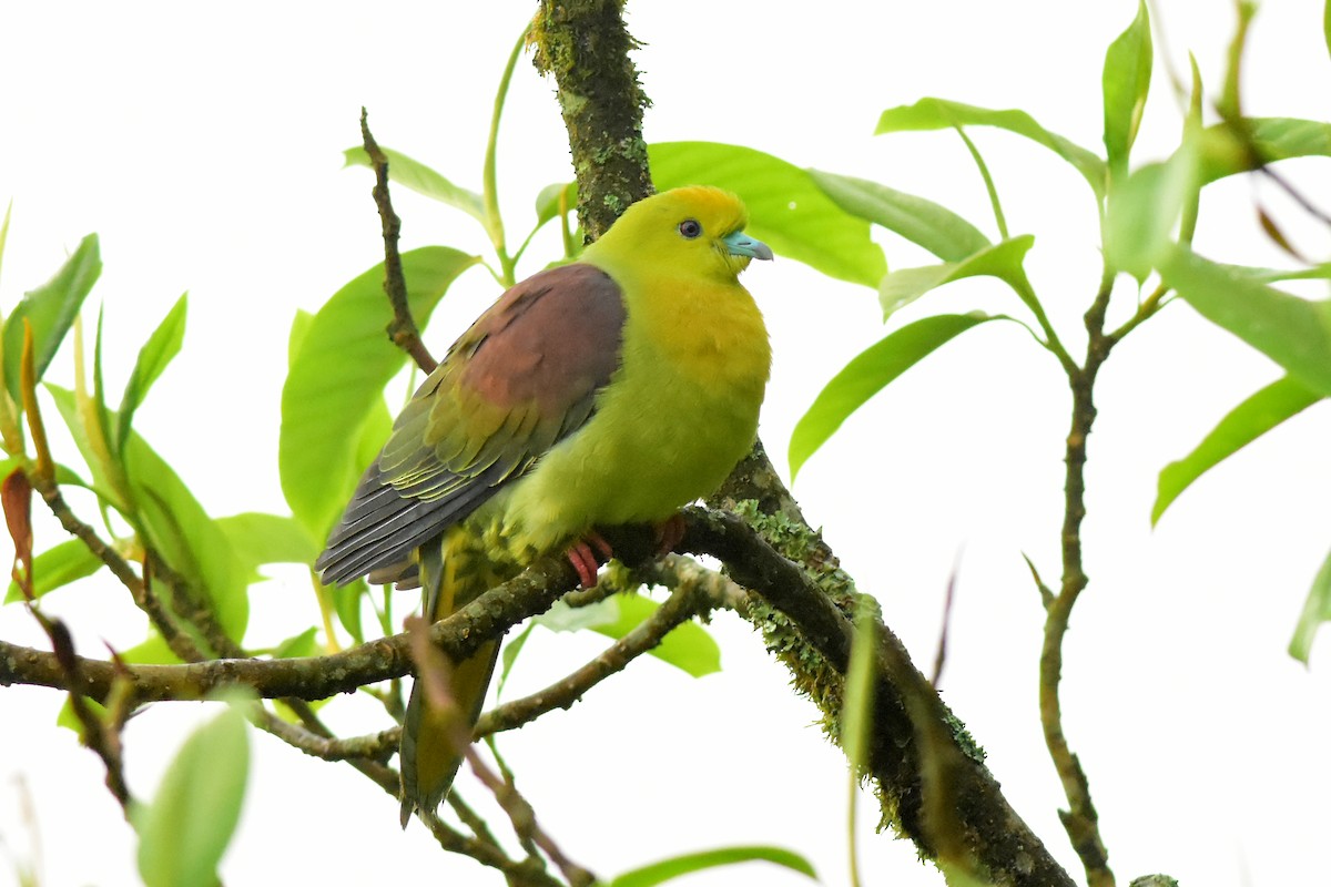 Wedge-tailed Green-Pigeon - ML580242521