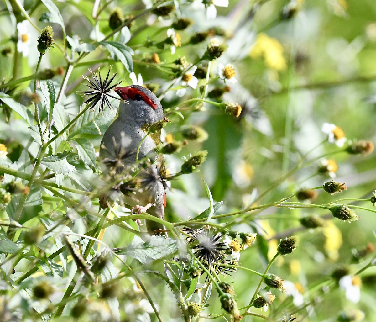 Red-browed Firetail - ML580244831