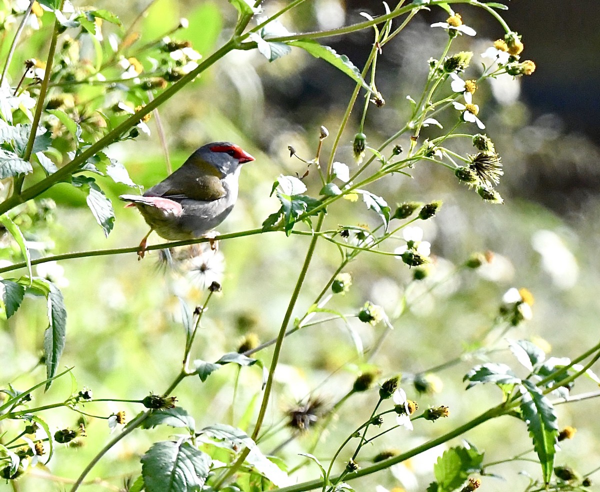 Red-browed Firetail - ML580244841