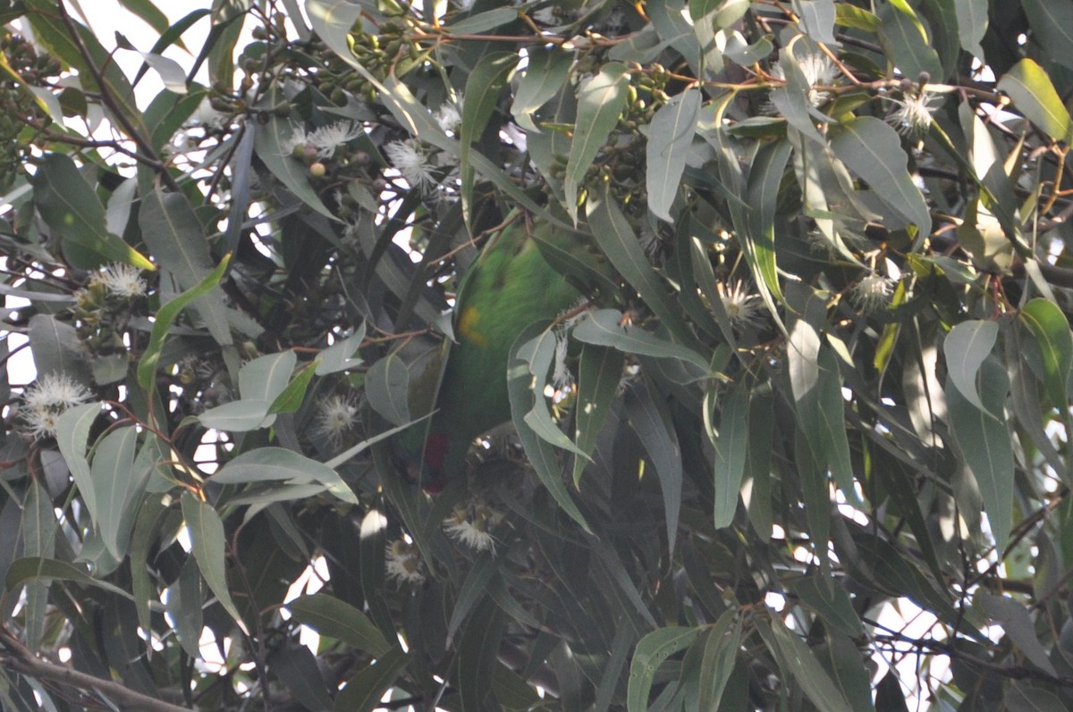 Musk Lorikeet - ML580245041