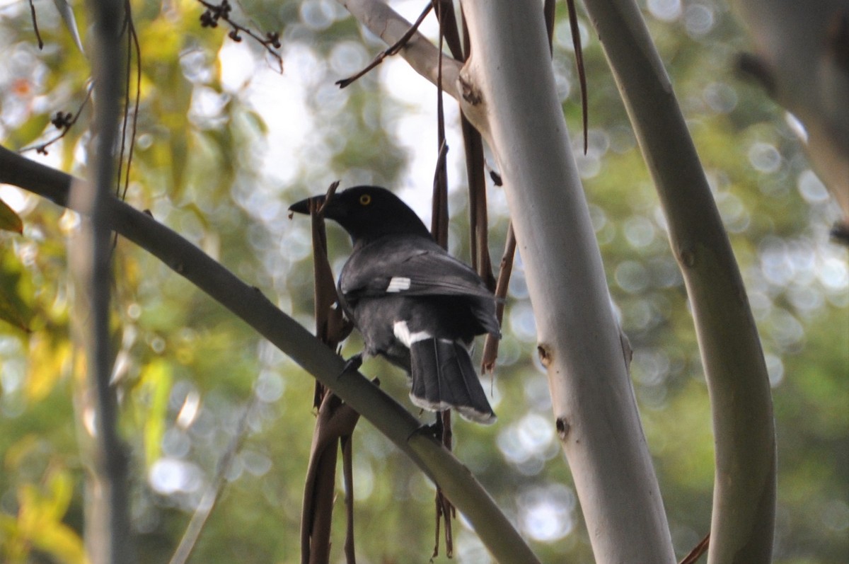 Pied Currawong - ML580245201