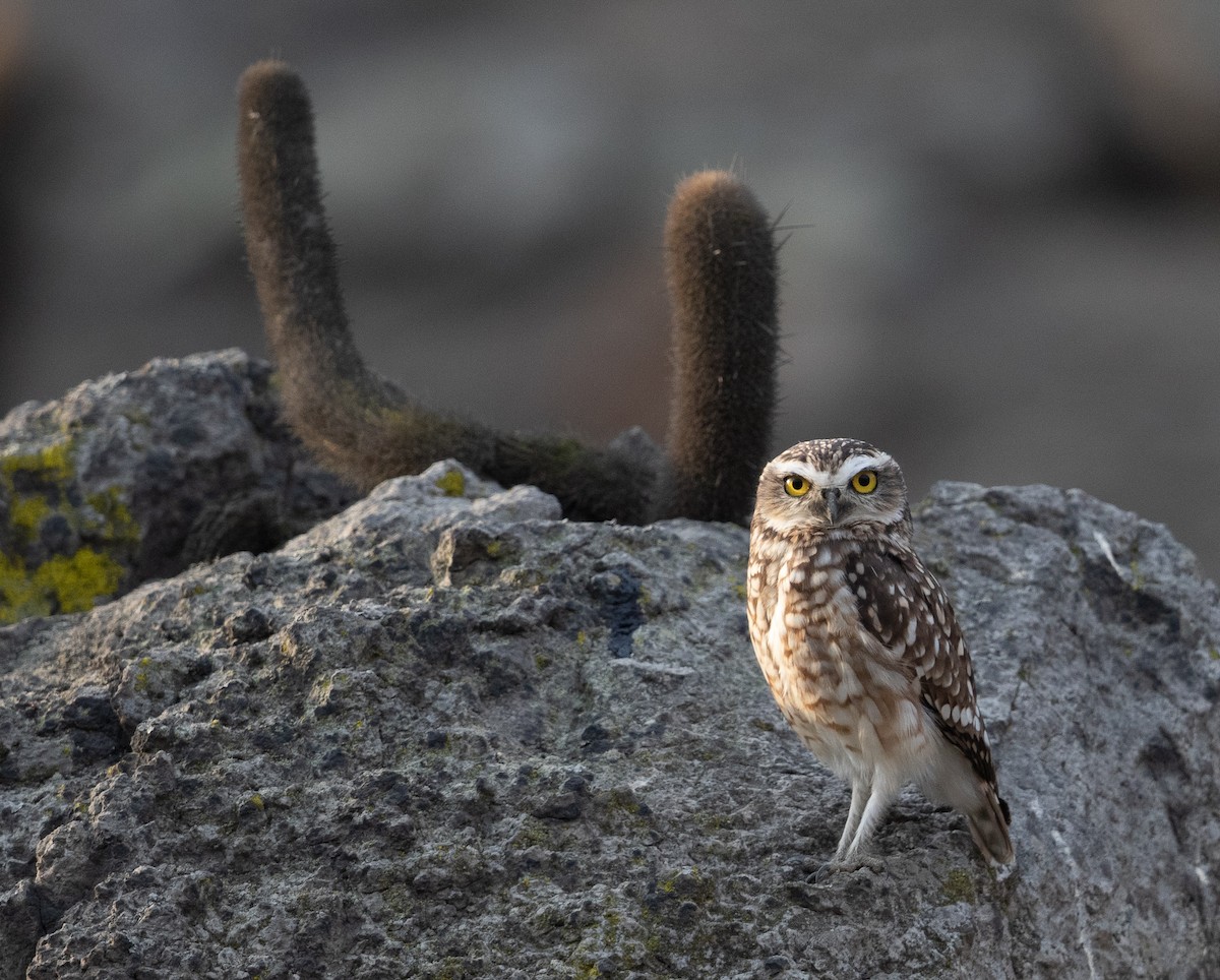 Burrowing Owl - ML580245691