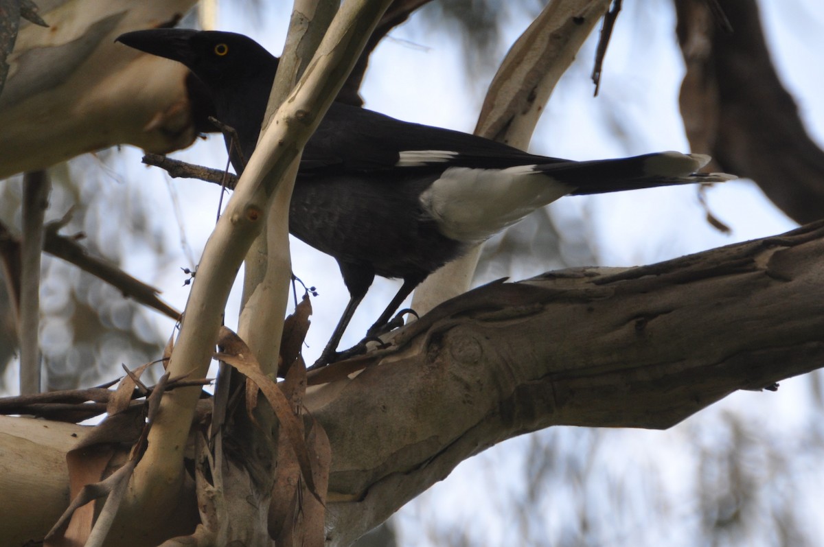 Pied Currawong - ML580246141