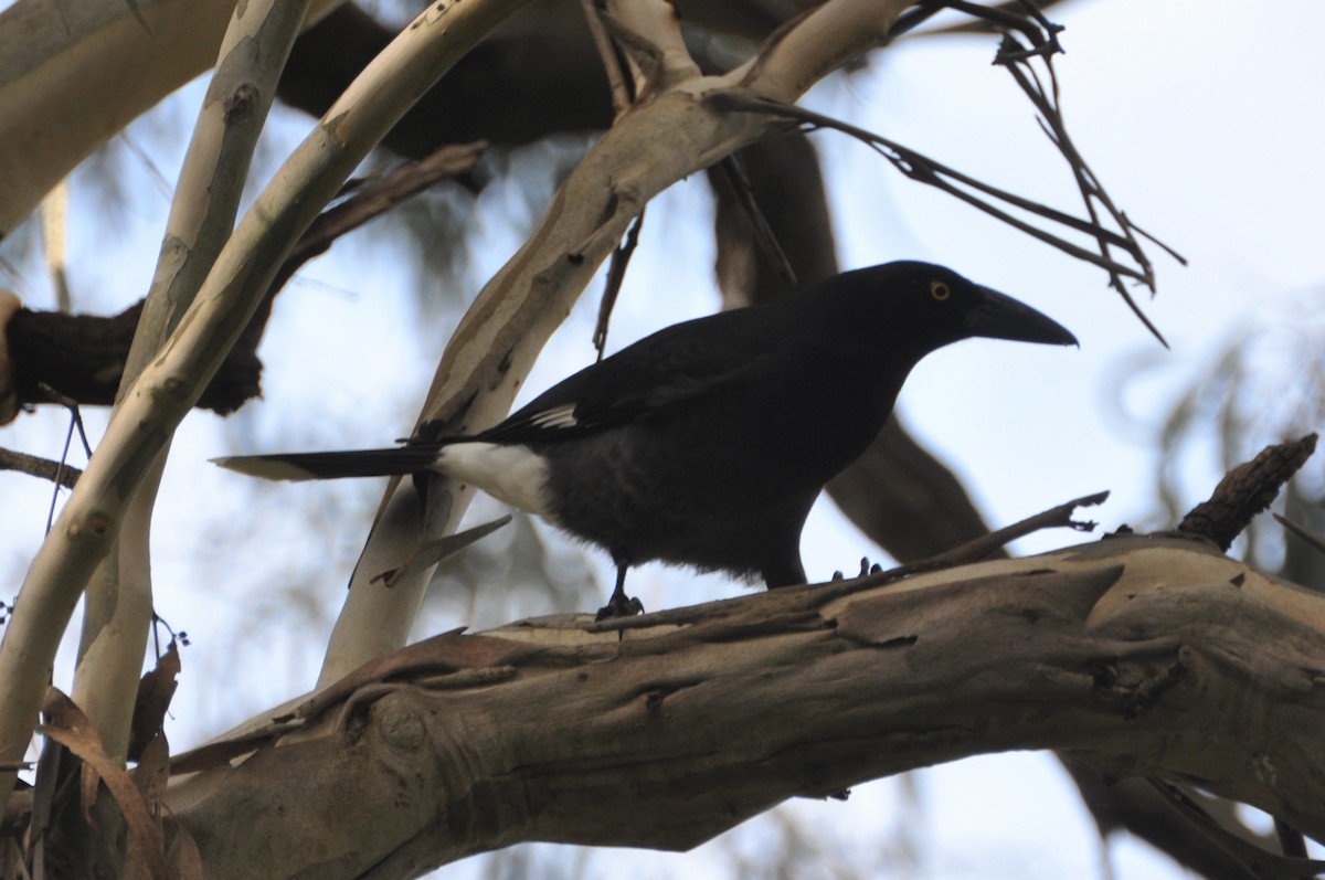 Pied Currawong - Michael Louey