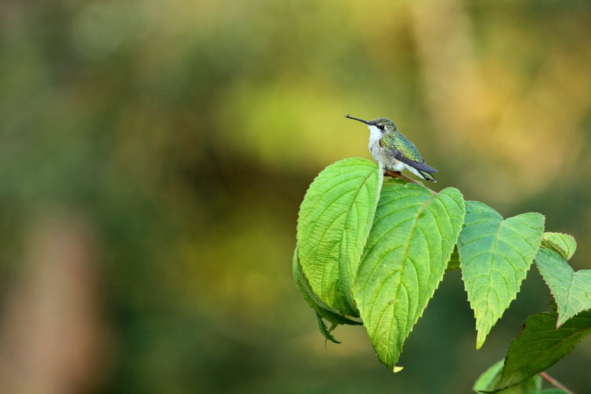 Ruby-throated Hummingbird - Will Sweet