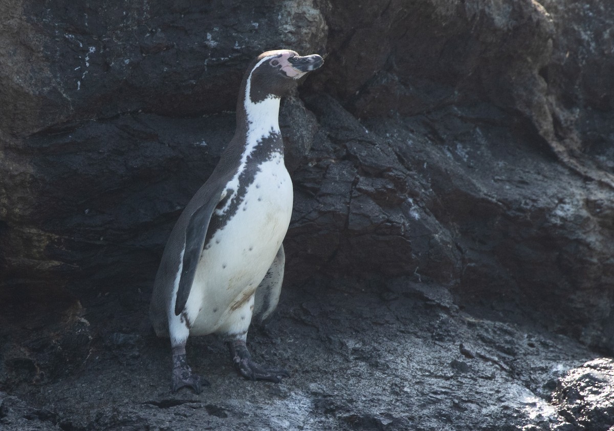Humboldt Penguin - ML580253571