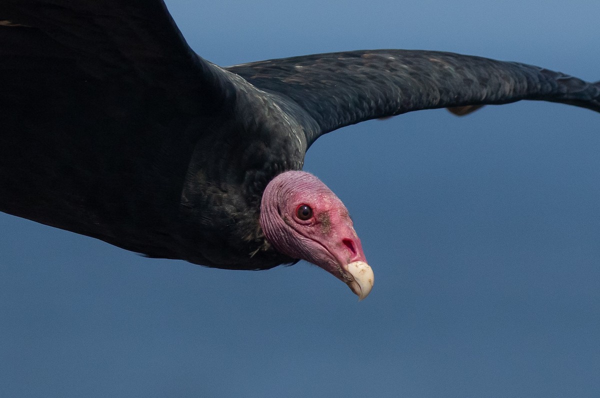 Turkey Vulture - ML580253611