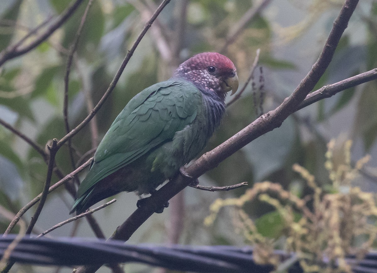 Speckle-faced Parrot (Plum-crowned) - Michael Buckham