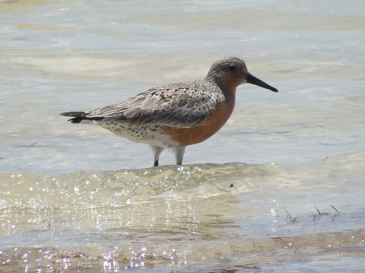 Red Knot - ML58025521