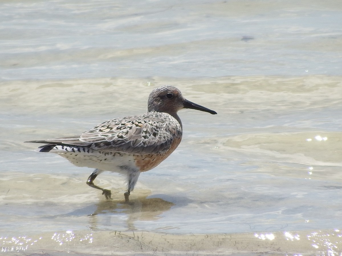 Red Knot - ML58025561