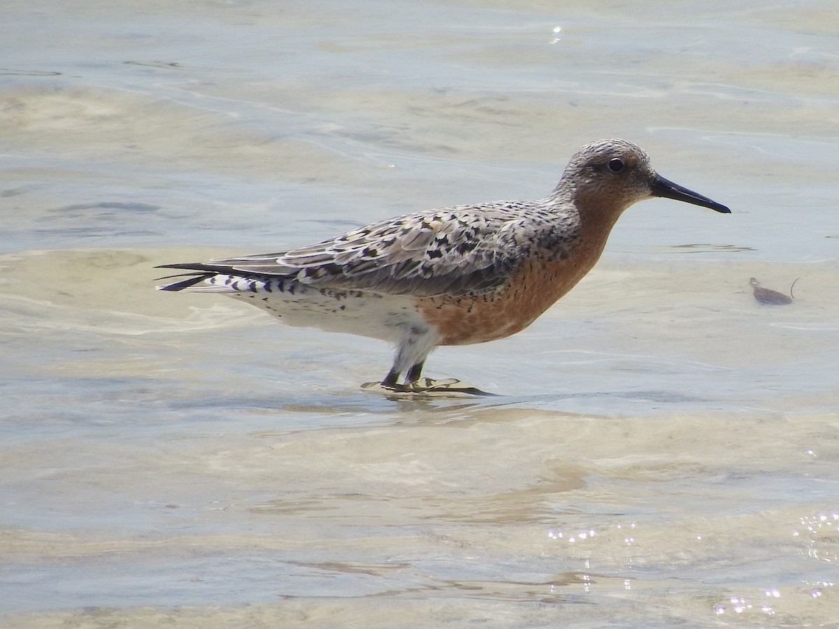 Red Knot - ML58025621