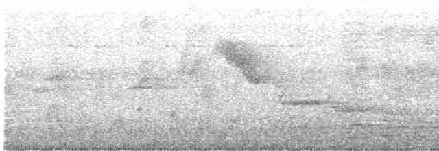 Papamoscas de Manglar - ML580257641