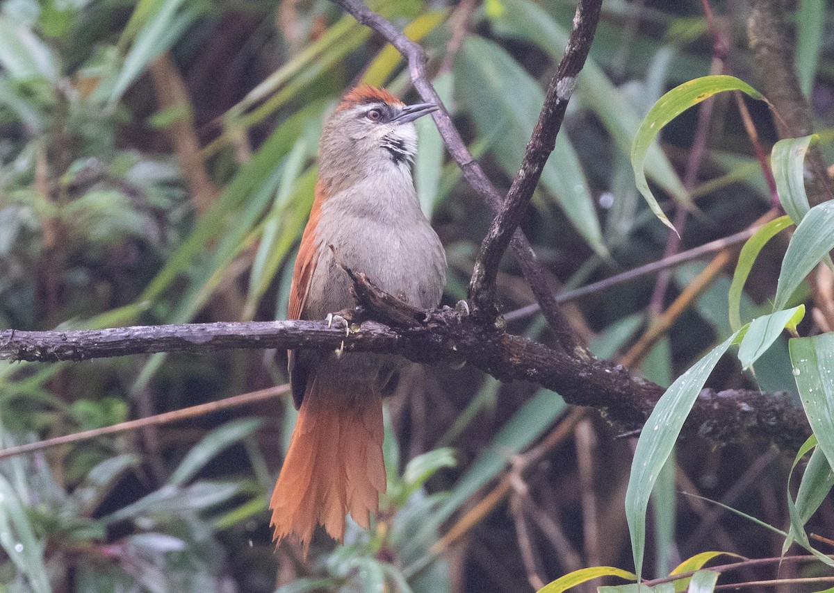 Marcapata Spinetail - ML580259081