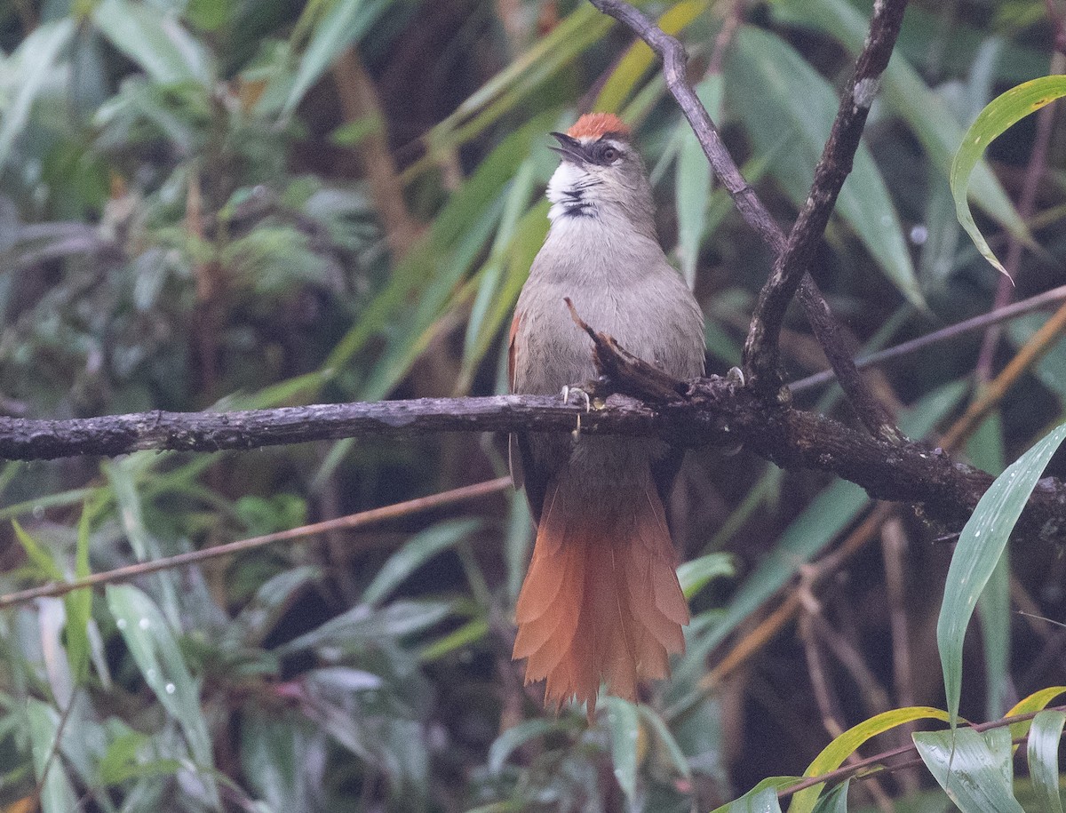 Marcapata Spinetail - ML580259091
