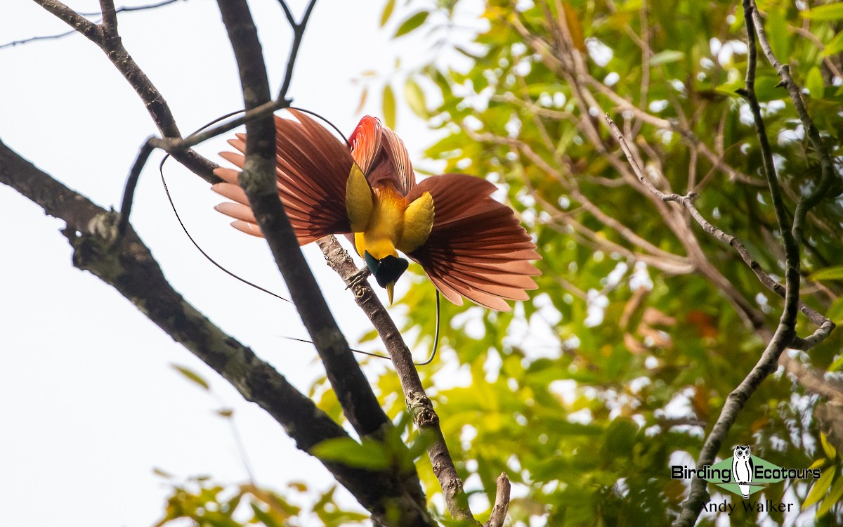 Red Bird-of-Paradise - Andy Walker - Birding Ecotours