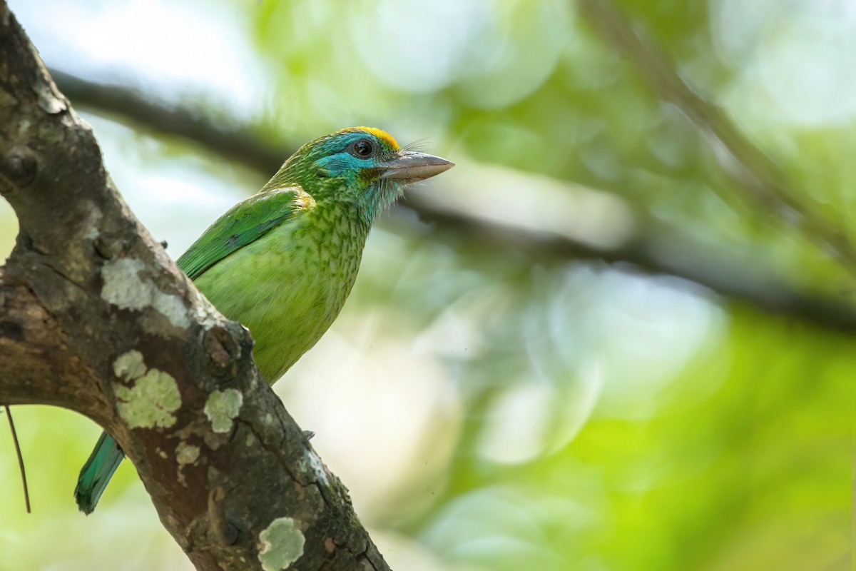 Yellow-fronted Barbet - ML580263971