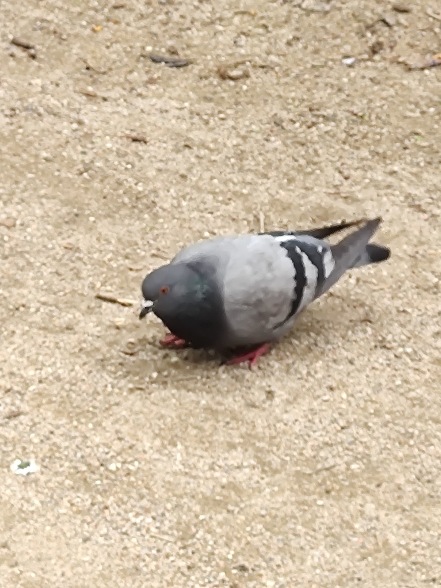 Rock Pigeon (Feral Pigeon) - ML580266121