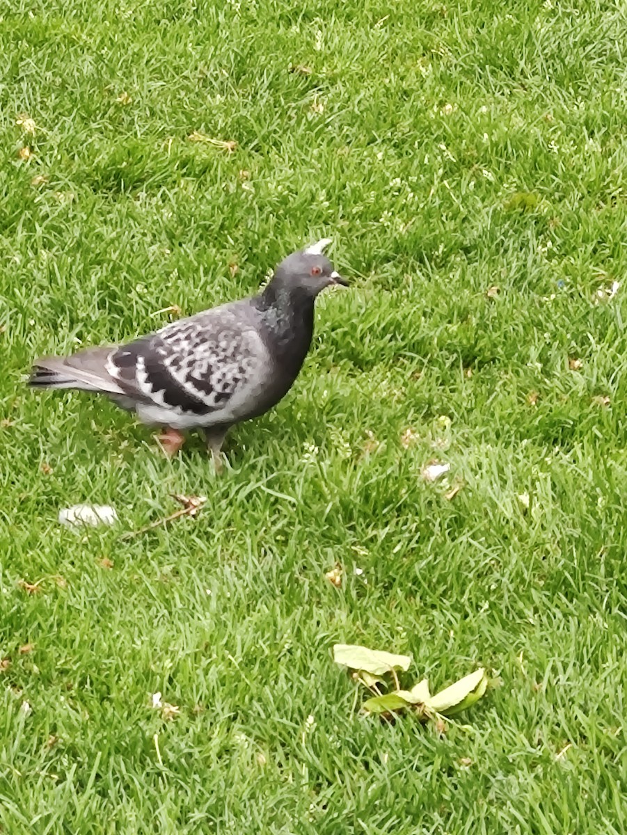 Rock Pigeon (Feral Pigeon) - ML580266131