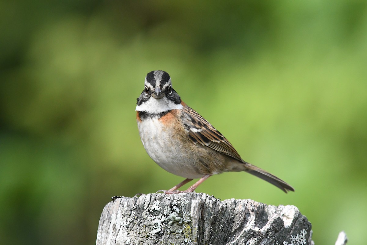 Rufous-collared Sparrow - ML580267001