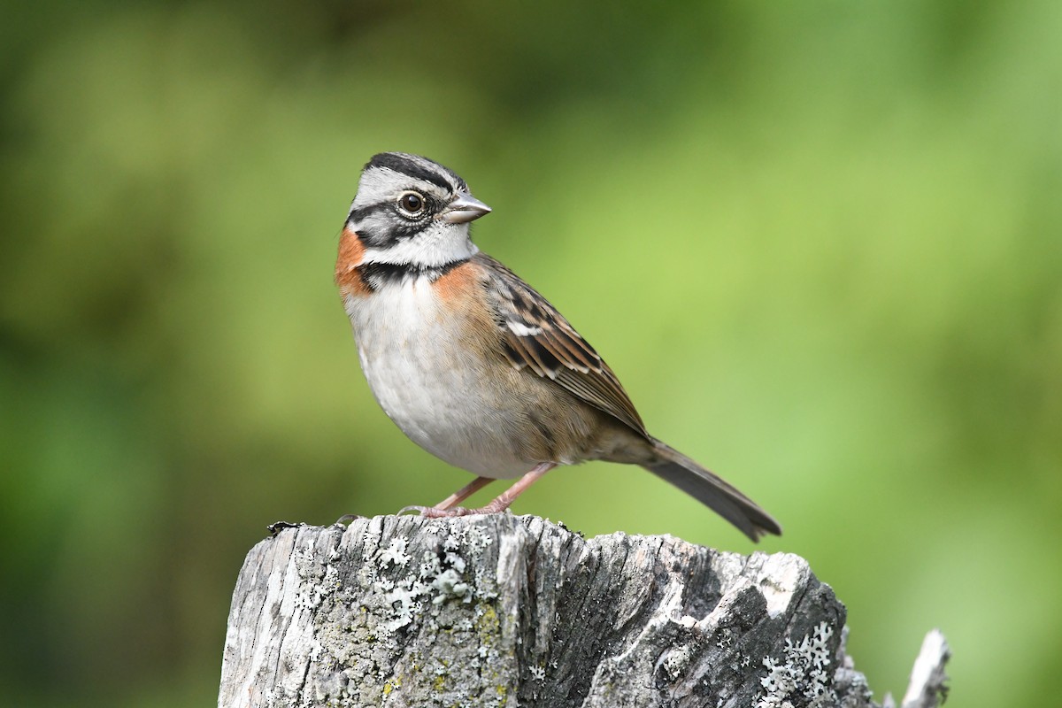 Rufous-collared Sparrow - ML580267021