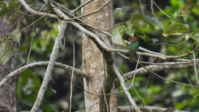 Asian Emerald Cuckoo - ML580269051
