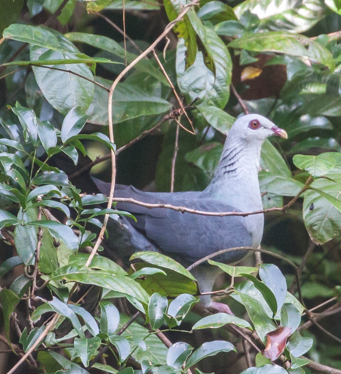 Andaman Wood-Pigeon - ML580271501