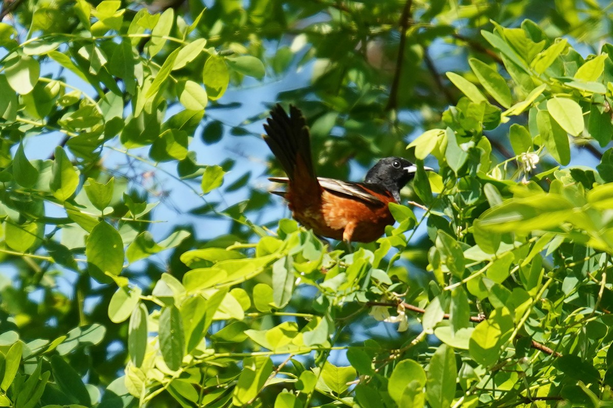 Orchard Oriole - ML580271991
